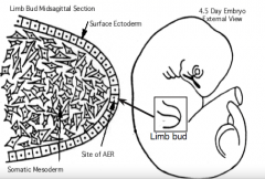 Budding (appearance)
- Small elevations appear on the side of the embryo at specific axial levels = Limb Buds
- Production of Fgf-10 by mesenchyme cells causes surface ectoderm to form a thickened ridge of ectoderm = Apical Ectodermal Ridge (AER)