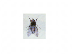 Række: Arthropoda
Under-række: Hexapoda (seks-benede leddyr) Klasse: Insecta
Orden: Diptera (tovinger)
Underorden: Cyclorrhapha (højerestående fluer)
Familie: Muscidae
Underfamilie: Stomoxydinae (stikfluer)

• Karakteristika:
- Stikflue (b...