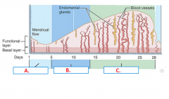 A. ______ phase of the uterine cycle; Shedding (loss) of the functional layer of the endometrium. 