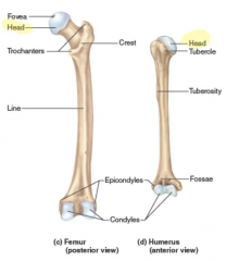 the prominent expanded end of a bone, sometimes rounded