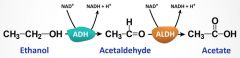 In the liver, alcohol dehydrogenase (ADH) converts alcohol to acetaldehyde, which is then rapidly converted to acetic acid by acetaldehyde dehydrogenase (ALDH)