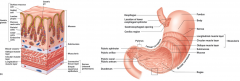 - Gastric pits = foveolae gastricae
Åbning for gastriske kirtler. Cylinderepithel 

- Celletyper:
Mukøse epithelceller, mukus beskytter cellerne mod syre og enzymer
Parietal: Saltsyre, intrinsic factor
Hoved: Pepsinogen
Enteroendokrine;
...