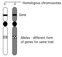  Two genes for one trait
   - One from male 
   - One from female 
 Identical genes(homozygous) or 
 Different genes(heterozygous) 
   - Called alleles