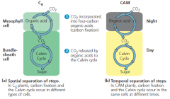צמחי CAM עושים הפרדה בזמן של שני התהליכים ואילו צמחי C4 עושים הפרדה במקום.