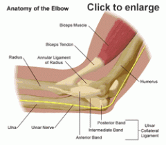 1. flexor tendons
2. ulnar nerve
3. ulnar collateral ligament