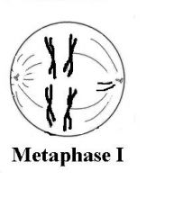 METAPHASE l