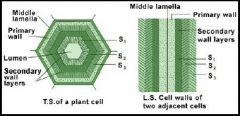 יש את הקו המחבר middle lamellaמחבר בין שתי תאי צמח.יש בינהם את הPectin. זה נקודת המעבר בין שתי תאים.