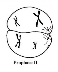 PROPHASE ll