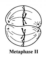METAPHASE ll