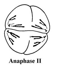 ANAPHASE ll