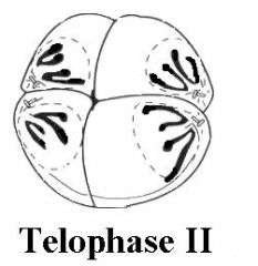 TELOPHASE ll