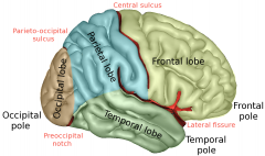Separates FRONTAL LOBE from LATERAL LOBE