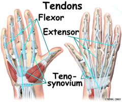 extensor tendons