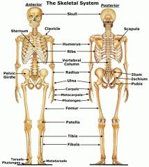 Skeletal 

System