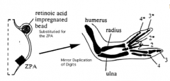 - Mimics action of Zone of Polarizing Activity (ZPA) - influences patterning along anterior-posterior axis of limb
- Induces asymmetric, nested expression of Hox genes that mediate the pattern for digit location along ant-post axis of limb bud
