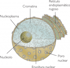 citoplasma, cromatina, nucleo, nucleolo.