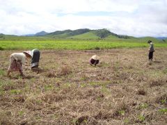 Primitive, low yield inefficient agricultural practices