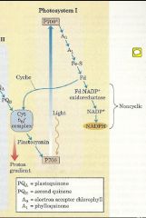 בתהליך זה יש וויתור על יצירת NADPH על מנת לייצר יותר ATP. זהו לא מצב פתלוגי קורה בתקופת הפריחה \רבייה.
הצמח "רוצה" אנרגיה זמינה ולא לאגור סוכר.
...