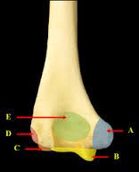 What are the names of the features labeled on the distal end of the Humerus?