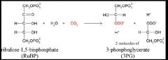 קיבוע פחמן דו חמצני , 
ribulose 1,5-bisphophate +H2O+CO2


הופך לשתי מולקולות
3Phosphogylcerate.