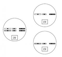- Reductiondivision 


- 2N (diploid) to 
1N (haploid) 


- Increases geneticvariation