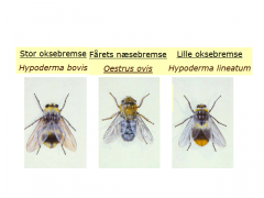 Række: Arthropoda
Under-række: Hexapoda (seks-benede leddyr) Klasse: Insecta
Orden: Diptera (tovinger)
Underorden: Cyclorrhapha (højerestående fluer) 
Familie: Oestridae (bremser)

Hudbremser og næse-/svælgbremser

• Obligat myiasis: 
...
