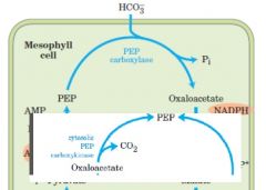 1. Phosphoenol pyruate carboxylase הוא אנזים צמחי! שנמצא בC4 הופך PEP לoxaloacetate
2.Phosphoenol pyruvate  carboxy kinase  הוא אנזים שקשור לגקואוגנוזה! הופך oxaloacetate לPEP