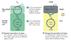 שינהם משתמשם בC4 Pathway and calvin Cycle
ההבדל הוא שCAM מקבעים בלילה את הCO2 וביום עושים את הClavin Cycle כלומר הפרדה בזמן.(Temporal spearation).


בעוד C4 עושים הפרשה ב...