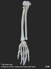 The Ulna is located on the medial aspect of the forearm. The Radius is located on the lateral aspect of the forearm.