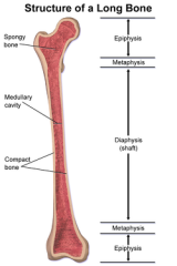 1) Diaphysis
2) Epiphysis
3) Medullary Cavity
4) Peripsteum
5) Articular Cartilage
6) Epiphyseal Growth Plate