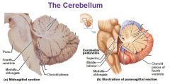 Connects pons to cerebellum;
Voluntary movement pathway