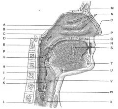 Letters V & W consist of ___ which function to keep the trachea open, instead of collapsed like the esophagus.