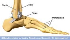 1. tibia (medial malleolus)
2. fibula (lateral malleolus)
3. 7 tarsal bones (calcaneus & talus most important)
4. 5 metatarsal bones