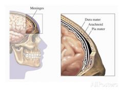 Middle of the 3 meninges;
Avascular covering