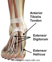 1. anterior tibialis tendons
2. extensor hallucis longus (EHL) & extensor digitorum longus (EDL)