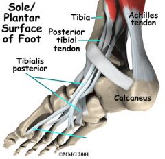 1. complex area of tendons, ligaments, vessels, nerves
2. posterior tibialis tendon (PTT)