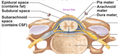 Space between arachnoid mater which cointains CSF;
Shock absorption & suspension system for brain & spinal cord