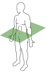 Axial Plane
Divides the body top and bottom