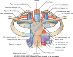 Bloodreturns to the heart via the left and right internal jugular veins which jointhe left and right subclavian veins respectively forming the left andright brachiocephalic veins. 


NOTE: we have two brachiocephalic veins but only one brachioceph...