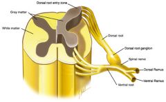 Mixed nerve (motor & sensory) to POSTERIOR