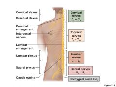 Thickening of spinal cord containing nerves to upper extremities