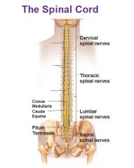 End of spinal cord