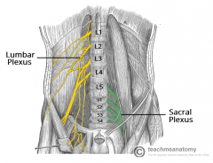 L4-S4
(e.g., sciatic nerve)