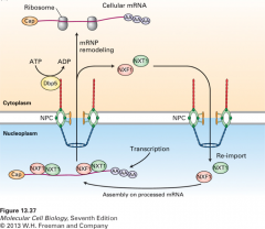 -exporter binds to transcript, interacts with FG repeats in nuclear pore, moves through complex
-filaments are associated with Dbp5
-uses ATP to unwind mRNA and unwind Nxf1 and Nxt1 and release them
-they can be reimported