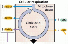 Acetyl CoA (2 carbons) reacts with Oxalocetic Acid (4 carbons) to make Citric Acid (6 carbons)

The Krebs cycle is a cycle in that it reproduces Oxalocetic acid from the Citric Acid (which also puts off CO2)

The Krebs cycle happens twice for ...