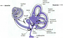 ampulla
of posterior semicircular duct