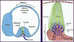 crista - bump that holds the receptor cells

cupula - is the thing that moves in the fluid (endolymph - high K, low Na)

this is in the ampulla which is at the end of the semicircular tubes which sense movement