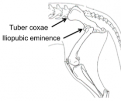 courses between tuber coxae and iliopubic eminence of the pelvis