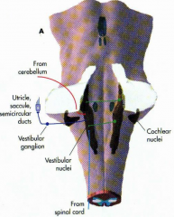 vestibular ganglion (Scarpa's ganglion)