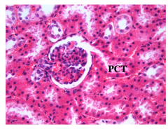 • lined by a simple cuboidal
epithelium 
• prominent brush border (tall
microvilli)
 • numerous mitochondria 
• highly folded lateral and basal
cell membranes to increase
surface area. 

 Function – reabsorbs 65% of
glomerular ...